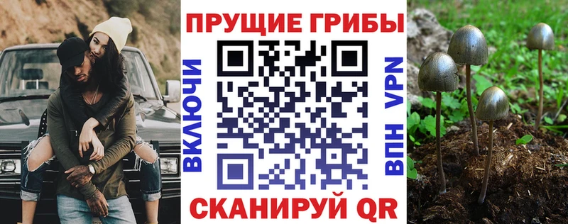 Псилоцибиновые грибы GOLDEN TEACHER Цимлянск